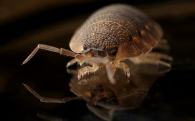 Les 10 insectes dits “nuisibles” les plus communs à éliminer dans votre maison