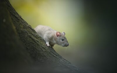 La détection après une infestation de rats : les 10 recommandations à savoir