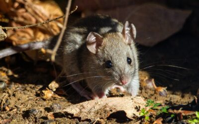 Comment se débarrasser des rats une bonne fois pour toute ?