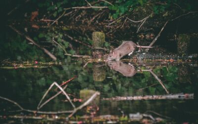 Comment prévenir une infestation de rats : nos conseils et bonnes pratiques