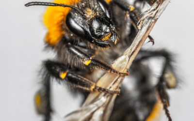 Les dangers des piqûres d’insectes et Comment les éviter ?